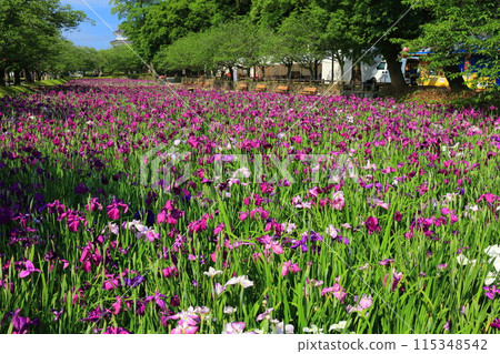 [長崎縣] 晴天大村公園的菖蒲花（串島城） 115348542
