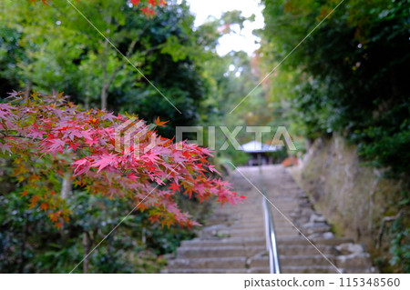 [Kyoto] Autumn leaves of Nison-in Temple 115348560