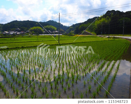 Nostalgic landscape 115348723