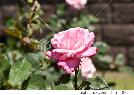 Bright pink spring roses Bright pink spring roses 115348794