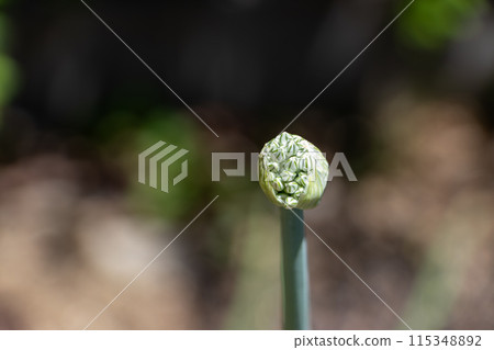 Leek buds Leek buds 115348892
