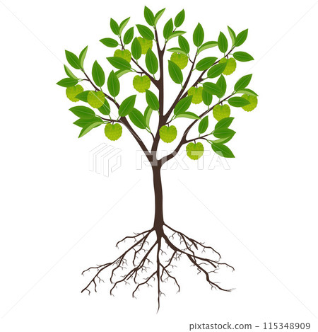 Cherimoya Annona cherimola tree with roots on a white background. Cherimoya Annona cherimola tree with roots on a white background. 115348909