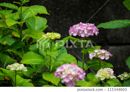 在雨中濕潤的繡球花 在雨中濕潤的繡球花 115349003