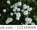 白花伊比利亞 115349006
