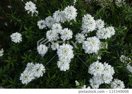 白花伊比利亞 白花伊比利亞 115349006