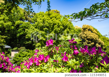 【京都風景】蹴上淨水廠的杜鵑花 【京都風景】蹴上淨水廠的杜鵑花 115349051