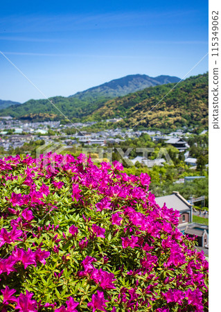 【京都風景】蹴上淨水廠的杜鵑花 115349062