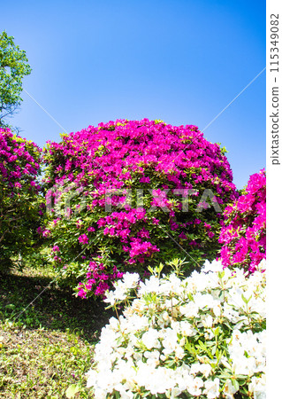 【京都風景】蹴上淨水廠的杜鵑花 115349082