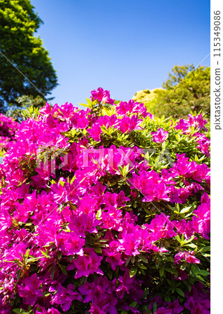 [Kyoto Scenery] Azalea at Keage Water Purification Plant 115349086