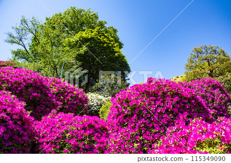 【京都風景】蹴上淨水廠的杜鵑花 115349090