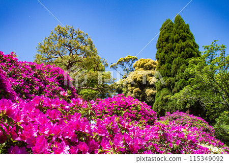 [Kyoto Scenery] Azalea at Keage Water Purification Plant 115349092