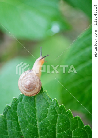 Snail on a leaf Snail on a leaf 115349114