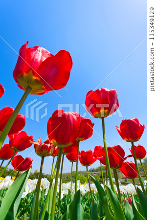 [Osaka Prefecture] April - Refreshing blue skies and tulips in full bloom at the green Museum Harvest Hill 115349129