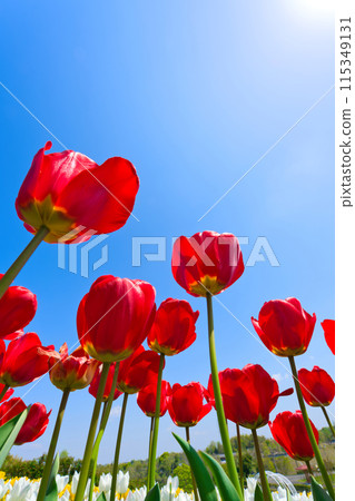 [Osaka Prefecture] April - Refreshing blue skies and tulips in full bloom at the green Museum Harvest Hill 115349131