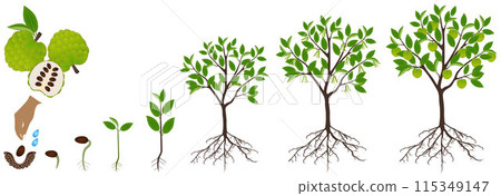 Cycle of growth of cherimoya Annona cherimola plant on a white background. Cycle of growth of cherimoya Annona cherimola plant on a white background. 115349147