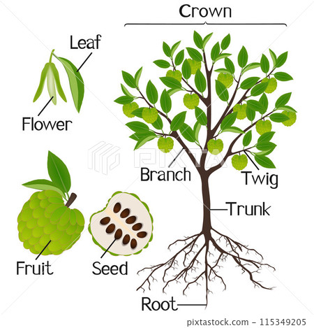 Parts of cherimoya Annona cherimola plant on a white background. 115349205