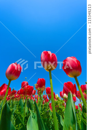 [Osaka Prefecture] April - Refreshing blue skies and tulips in full bloom at the green Museum Harvest Hill 115349213