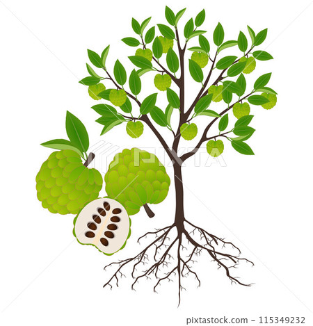 Cherimoya Annona cherimola tree with fruits on a white background. 115349232