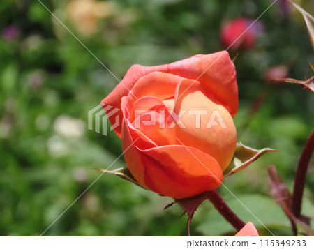 Red rose flower blooming outdoors on a sunny day 115349233