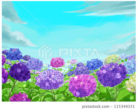 Hydrangea flowers and blue sky 115349331