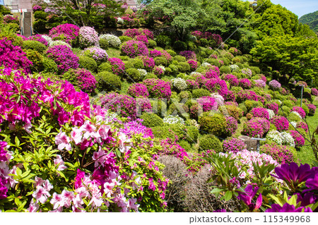 【京都風景】蹴上淨水廠的杜鵑花 【京都風景】蹴上淨水廠的杜鵑花 115349968