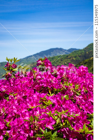 [Kyoto Scenery] Azalea at Keage Water Purification Plant 115349975
