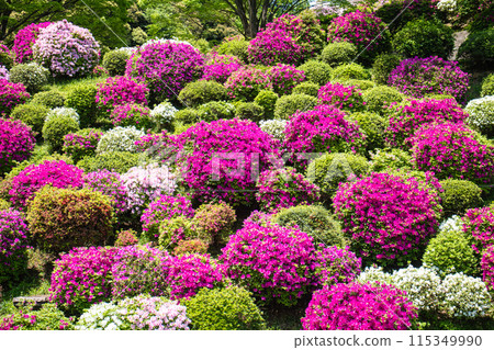 【京都風景】蹴上淨水廠的杜鵑花 115349990