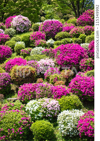 【京都風景】蹴上淨水廠的杜鵑花 115349992