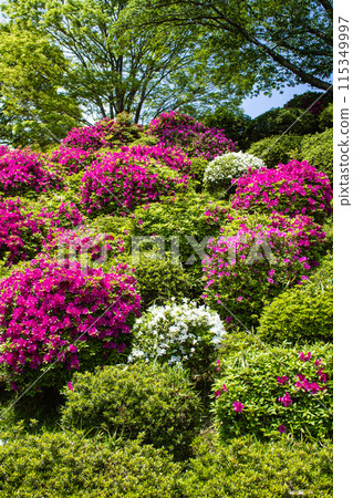 【京都風景】蹴上淨水廠的杜鵑花 115349997
