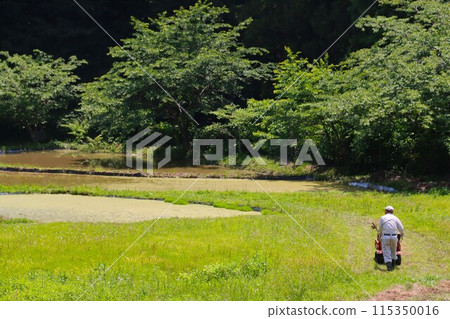 初夏，一位老人用運輸車運載農具穿過梯田的後視圖 115350016
