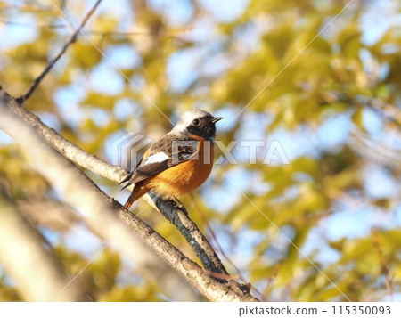 Daurian Redstart with autumn colors in the background 115350093