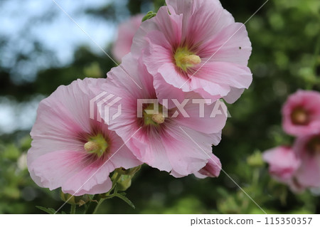 Pink hollyhock flowers blooming in a park in early summer 115350357