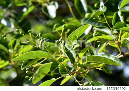 Nanja Monja nuts Nanja Monja nuts 115350392