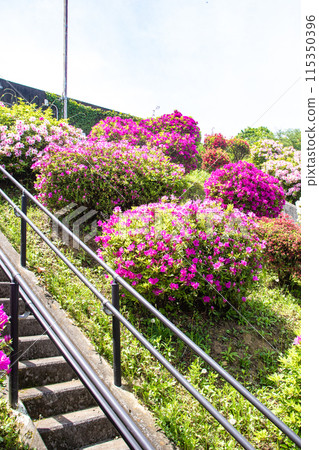 【京都風景】蹴上淨水廠的杜鵑花 【京都風景】蹴上淨水廠的杜鵑花 115350396
