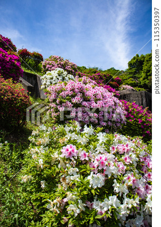 【京都風景】蹴上淨水廠的杜鵑花 【京都風景】蹴上淨水廠的杜鵑花 115350397