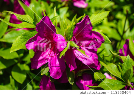[Kyoto Scenery] Azalea at Keage Water Purification Plant 115350404