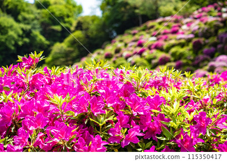【京都風景】蹴上淨水廠的杜鵑花 【京都風景】蹴上淨水廠的杜鵑花 115350417