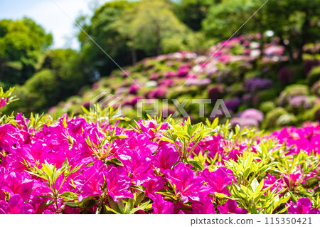 【京都風景】蹴上淨水廠的杜鵑花 115350421