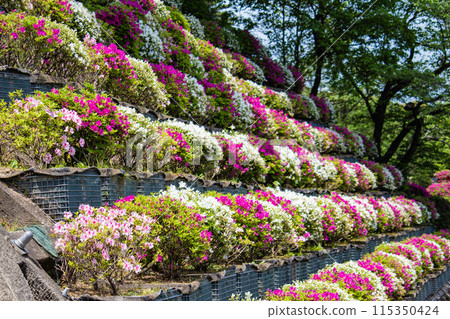【京都風景】蹴上淨水廠的杜鵑花 115350424