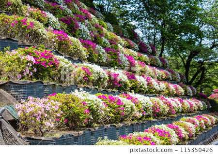 【京都風景】蹴上淨水廠的杜鵑花 115350426