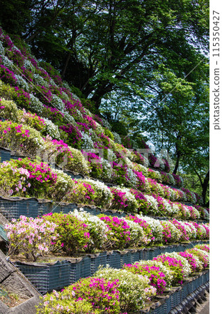 [Kyoto Scenery] Azalea at Keage Water Purification Plant 115350427