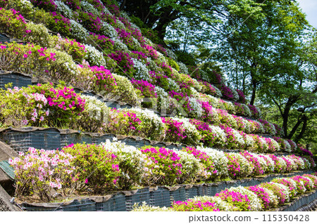 [Kyoto Scenery] Azalea at Keage Water Purification Plant 115350428