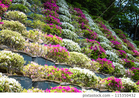 【京都風景】蹴上淨水廠的杜鵑花 【京都風景】蹴上淨水廠的杜鵑花 115350432