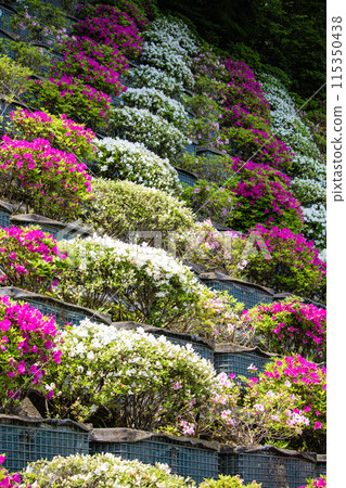 [Kyoto Scenery] Azalea at Keage Water Purification Plant 115350438