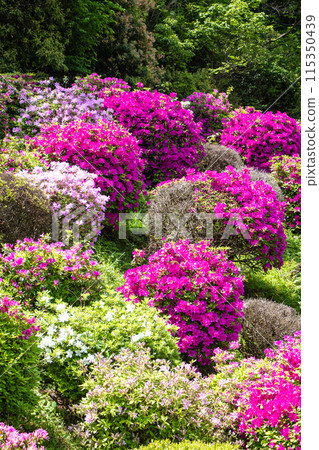【京都風景】蹴上淨水廠的杜鵑花 115350439