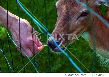 A woman's hand strokes the fawn Bambi on a sunny day in summer A woman's hand strokes the fawn Bambi on a sunny day in summer 115350568