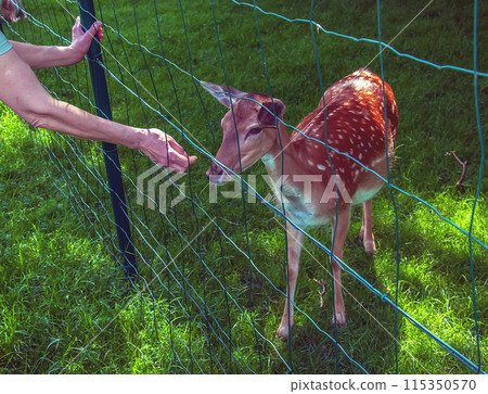 A woman's hand strokes the fawn Bambi on a sunny day in summer A woman's hand strokes the fawn Bambi on a sunny day in summer 115350570