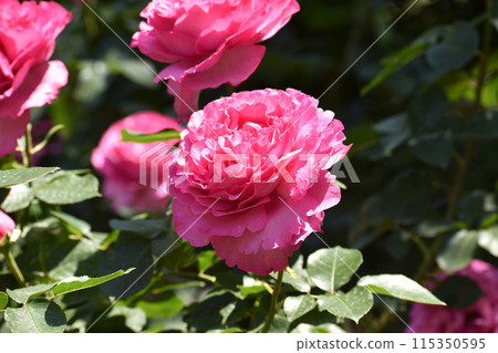 華麗的深粉紅色春天玫瑰 115350595