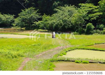 An elderly man operates a truck on rice terraces in Moroyama Town An elderly man operates a truck on rice terraces in Moroyama Town 115350606