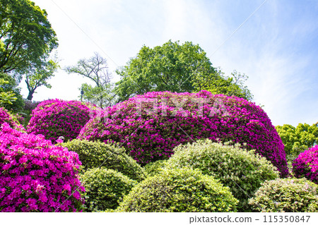 【京都風景】蹴上淨水廠的杜鵑花 115350847